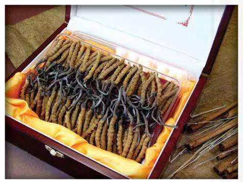 伊犁冬虫夏草回收